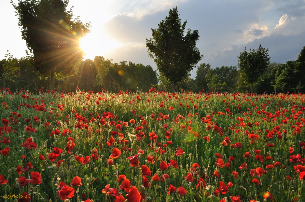 Fleurs