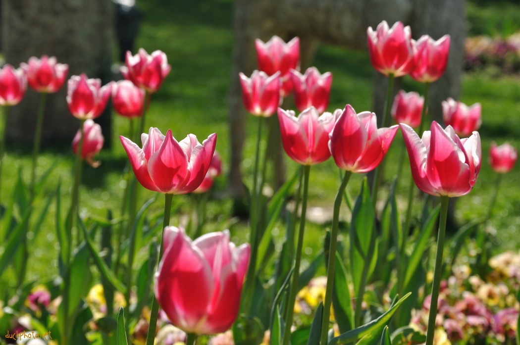 Spring flowers