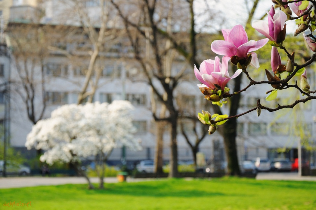 Primtemps au jardins