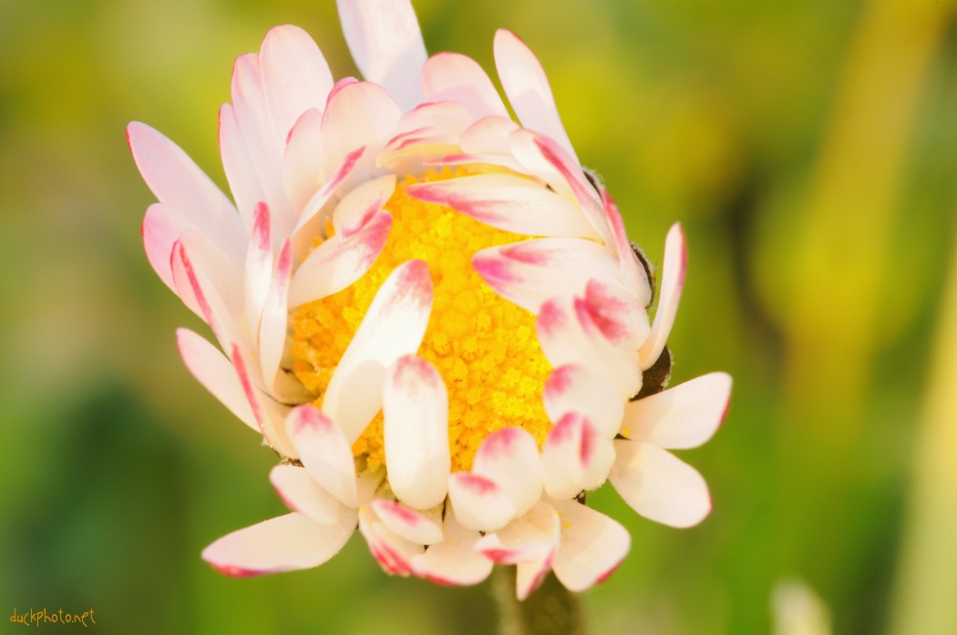 Macro fleurs