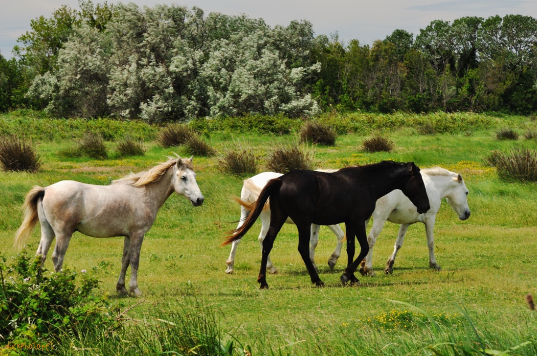 Camargue Horses