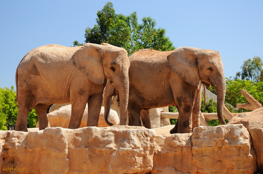 Bioparc de Valence - Elephants