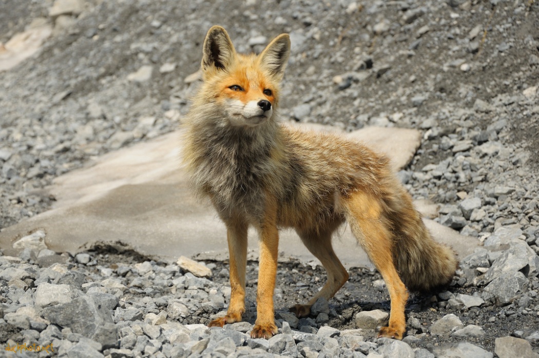 Fox