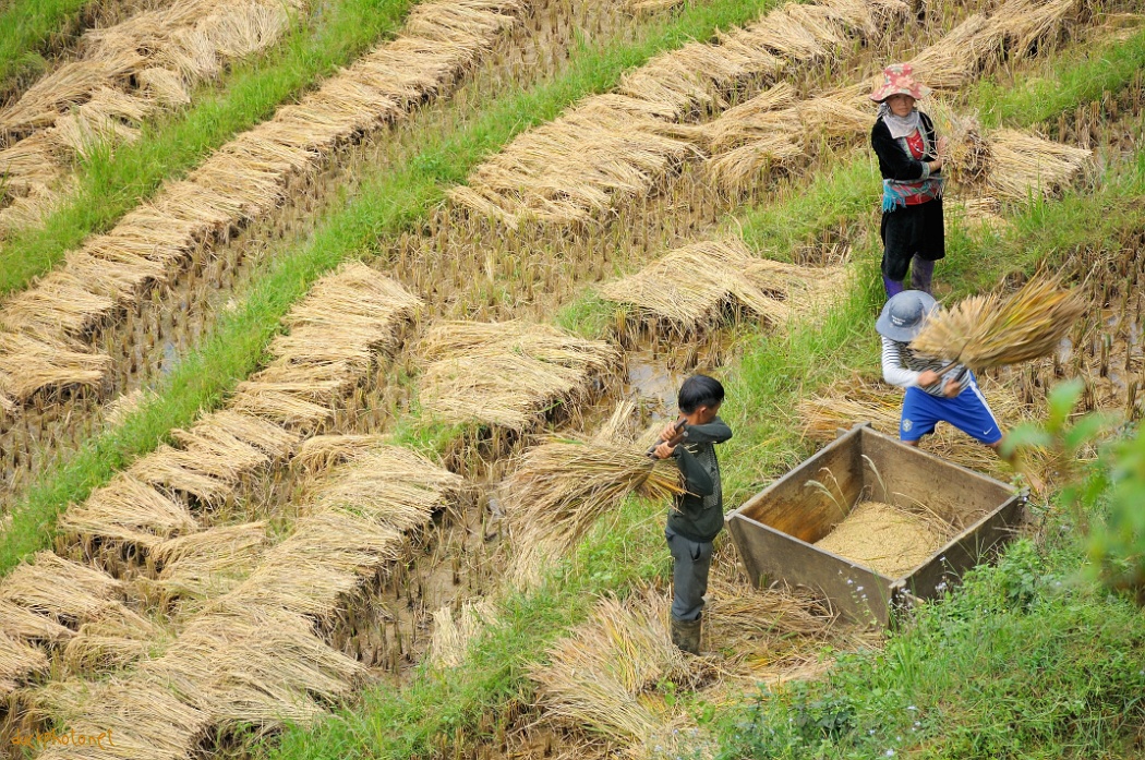 The rice harvest