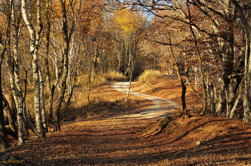 Bosco autunnale