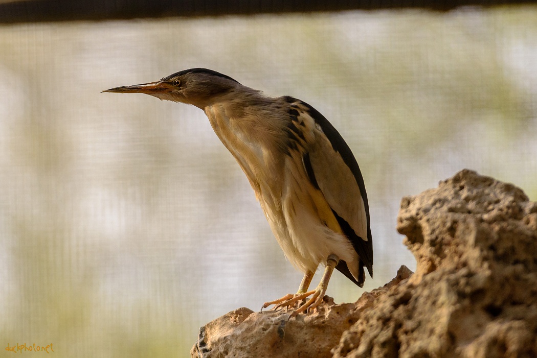 Park inhabitant