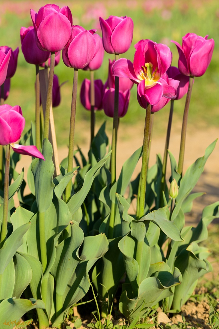 Tulipes