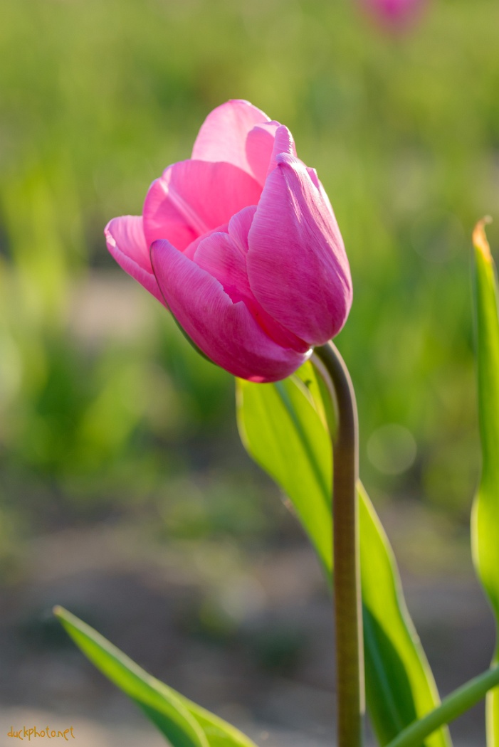 Tulipes