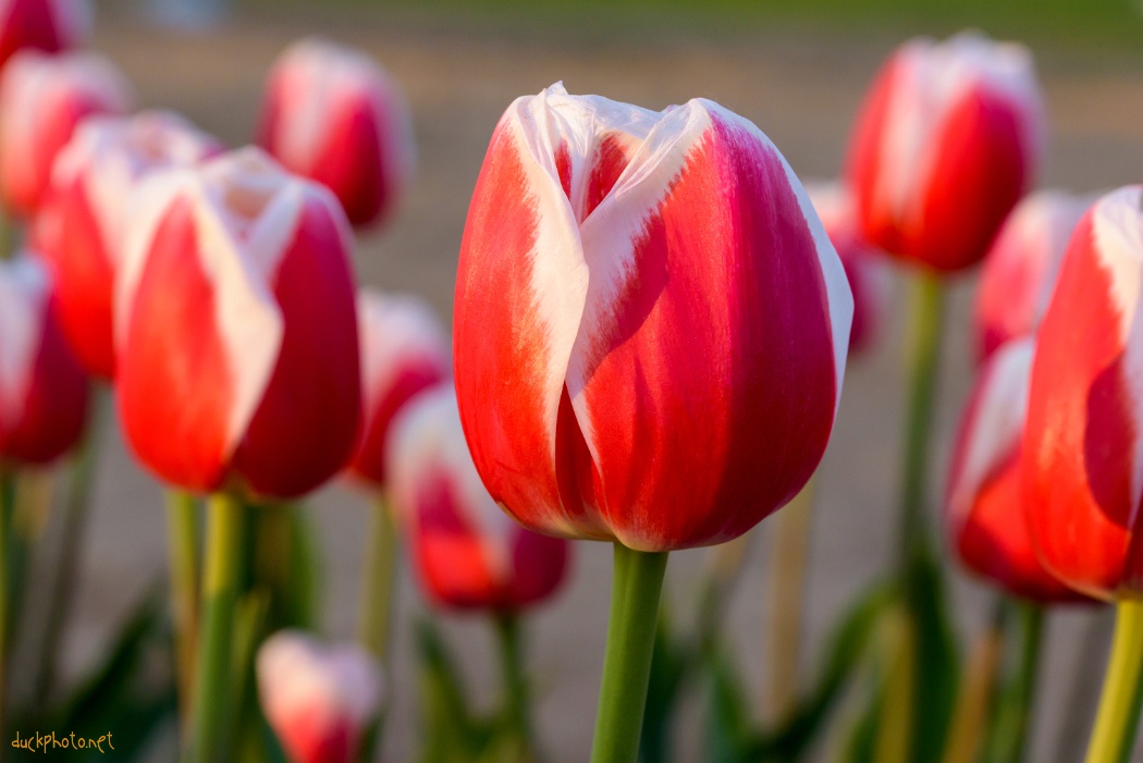 Tulips