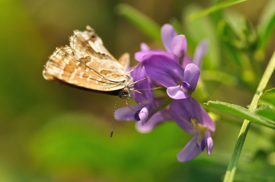 Sigma 105mm f/2.8 EX DG OS HSM Macro