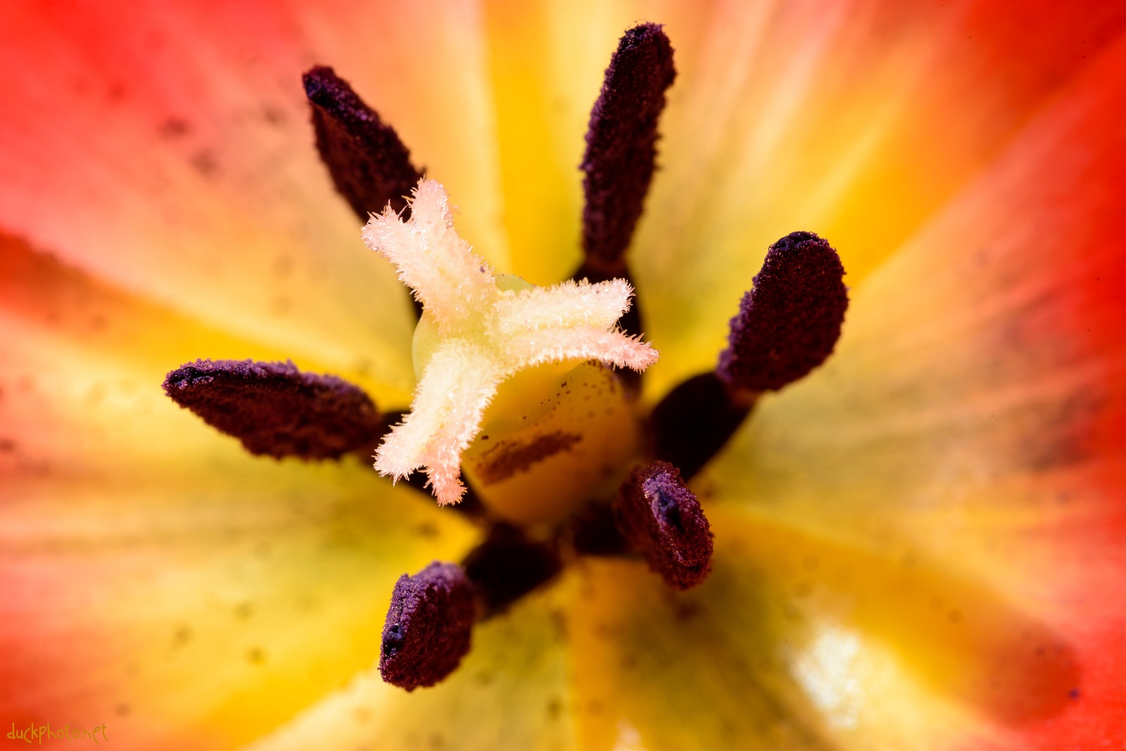 slideshow
